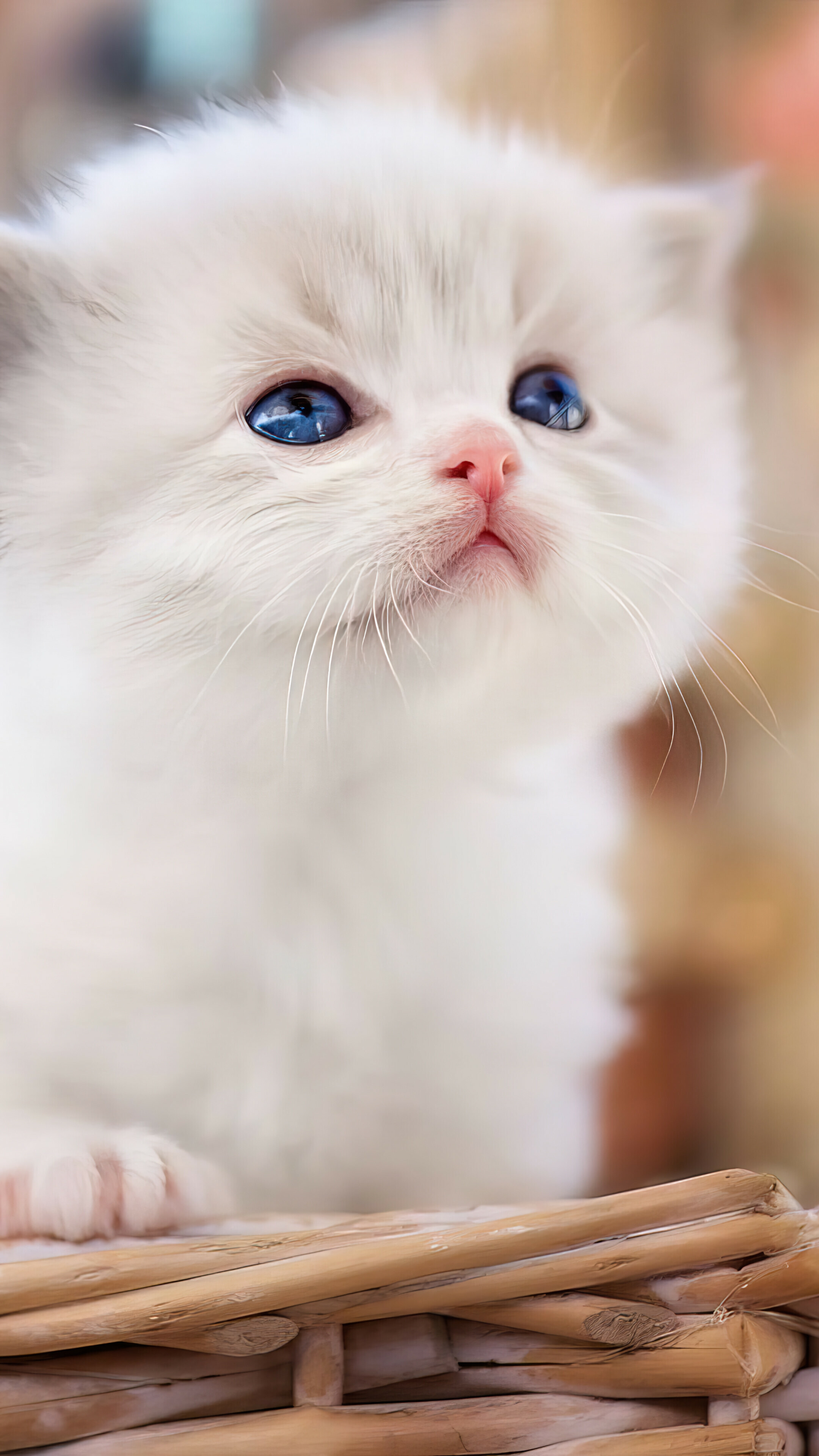 Zapatilla Streamline 2.0 Cuero Marron T43 - imagen 2